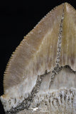 20535 - Top Huge 1.39 Inch Squalicorax pristodontus (Crow Shark) Tooth