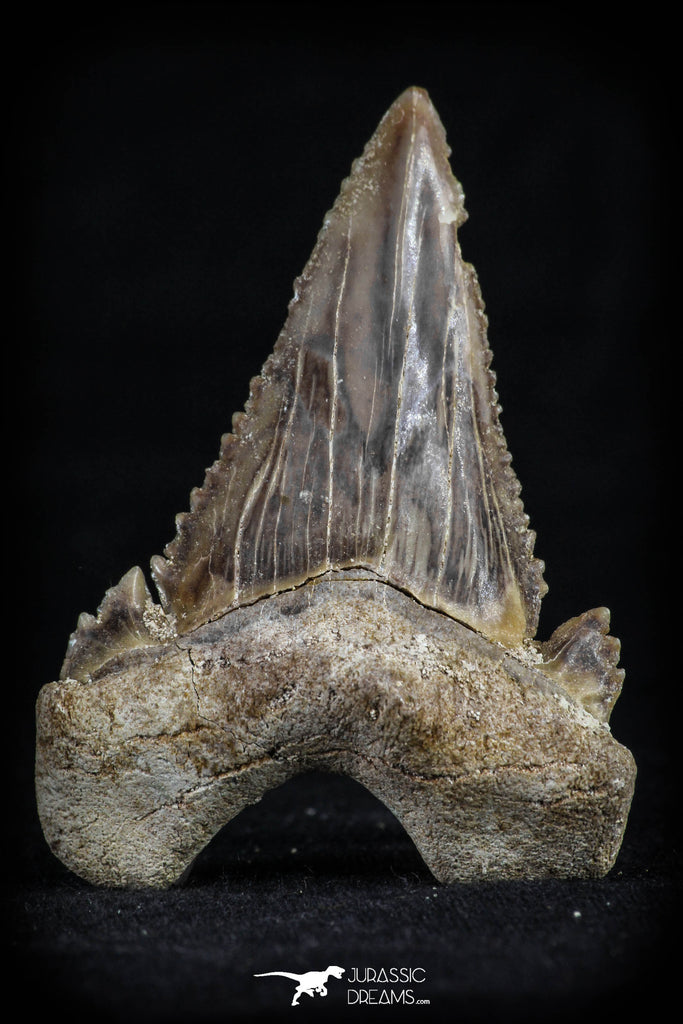 20536 - Strongly Serrated 1.92 Inch Palaeocarcharodon orientalis (Pygmy white Shark) Tooth