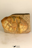 30707 - Top Beautiful 3.52 Inch Ectillaenus sp Middle Ordovician Trilobite