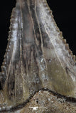 20536 - Strongly Serrated 1.92 Inch Palaeocarcharodon orientalis (Pygmy white Shark) Tooth