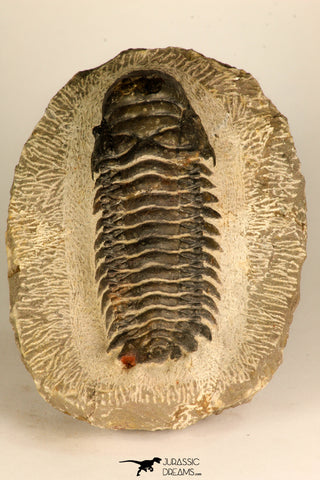 30708 - Top Beautiful 3.43 Inch Crotalocephalina (Crotalocephalus) gibbus Lower Devonian Trilobite