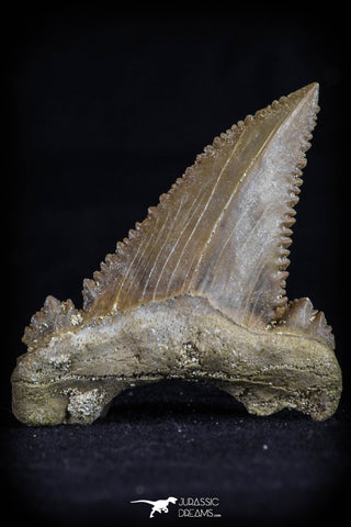 20537 - Strongly Serrated 1.58 Inch Palaeocarcharodon orientalis (Pygmy white Shark) Tooth