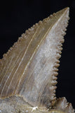 20537 - Strongly Serrated 1.58 Inch Palaeocarcharodon orientalis (Pygmy white Shark) Tooth