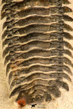 30708 - Top Beautiful 3.43 Inch Crotalocephalina (Crotalocephalus) gibbus Lower Devonian Trilobite