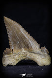 20537 - Strongly Serrated 1.58 Inch Palaeocarcharodon orientalis (Pygmy white Shark) Tooth