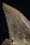 20537 - Strongly Serrated 1.58 Inch Palaeocarcharodon orientalis (Pygmy white Shark) Tooth