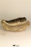 30708 - Top Beautiful 3.43 Inch Crotalocephalina (Crotalocephalus) gibbus Lower Devonian Trilobite