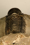30708 - Top Beautiful 3.43 Inch Crotalocephalina (Crotalocephalus) gibbus Lower Devonian Trilobite