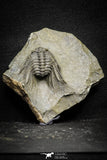 22018 - Top Quality Spiny 1.47 Inch Leonaspis sp Middle Devonian Trilobite