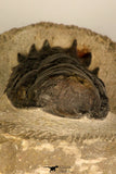 30708 - Top Beautiful 3.43 Inch Crotalocephalina (Crotalocephalus) gibbus Lower Devonian Trilobite