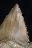 20538 - Strongly Serrated 1.61 Inch Palaeocarcharodon orientalis (Pygmy white Shark) Tooth