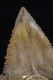 20538 - Strongly Serrated 1.61 Inch Palaeocarcharodon orientalis (Pygmy white Shark) Tooth