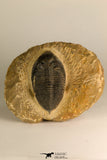 30709 - Beautiful 2.94 Inch  Zlichovaspis rugosa Lower Devonian Trilobite