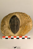 30709 - Beautiful 2.94 Inch  Zlichovaspis rugosa Lower Devonian Trilobite