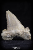 20539 - Strongly Serrated 1.43 Inch Palaeocarcharodon orientalis (Pygmy white Shark) Tooth