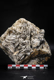 06862 - Top Beautiful 5.66 Inch Barite Crystals - Mibladen Mining District, Morocco