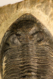 30709 - Beautiful 2.94 Inch  Zlichovaspis rugosa Lower Devonian Trilobite