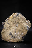 06862 - Top Beautiful 5.66 Inch Barite Crystals - Mibladen Mining District, Morocco