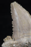 20539 - Strongly Serrated 1.43 Inch Palaeocarcharodon orientalis (Pygmy white Shark) Tooth