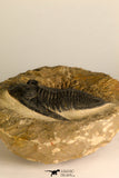 30709 - Beautiful 2.94 Inch  Zlichovaspis rugosa Lower Devonian Trilobite