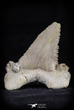 20539 - Strongly Serrated 1.43 Inch Palaeocarcharodon orientalis (Pygmy white Shark) Tooth