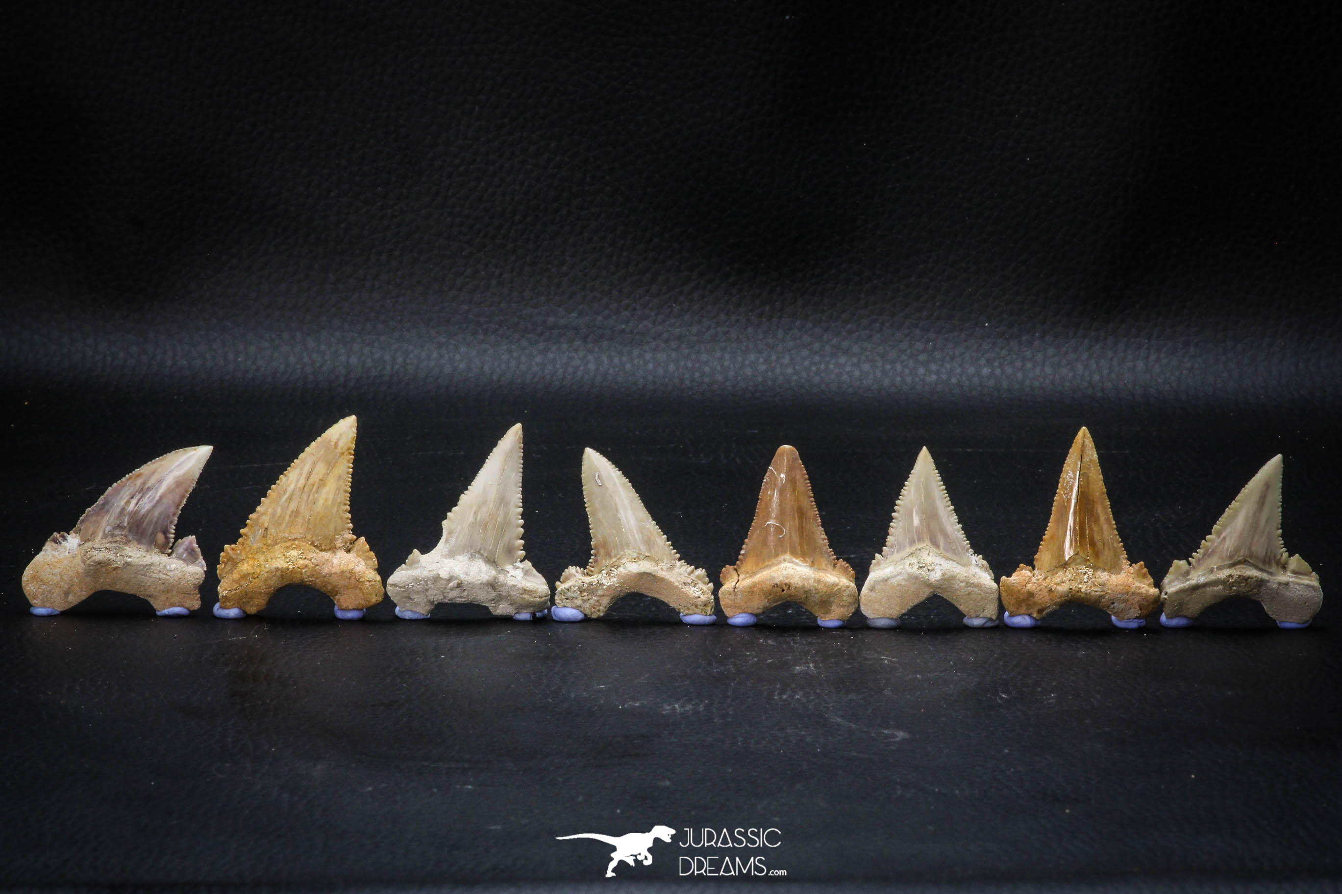 Great Collection of 8 Palaeocarcharodon orientalis (Pygmy white