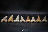 22424 - Collection of 8 Palaeocarcharodon orientalis (Pygmy white Shark) Teeth