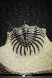 22019 - Museum Grade Trident 1.93 Inch Walliserops trifurcatus Middle Devonian Trilobite