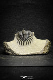 22019 - Museum Grade Trident 1.93 Inch Walliserops trifurcatus Middle Devonian Trilobite