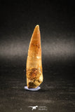 04941 - Great 2.27 Inch Spinosaurus Dinosaur Tooth Cretaceous KemKem Beds