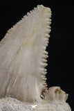 20539 - Strongly Serrated 1.43 Inch Palaeocarcharodon orientalis (Pygmy white Shark) Tooth