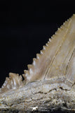 20540 - Strongly Serrated 1.42 Inch Palaeocarcharodon orientalis (Pygmy white Shark) Tooth