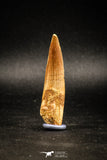 04941 - Great 2.27 Inch Spinosaurus Dinosaur Tooth Cretaceous KemKem Beds