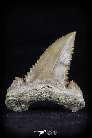 20540 - Strongly Serrated 1.42 Inch Palaeocarcharodon orientalis (Pygmy white Shark) Tooth