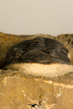 30709 - Beautiful 2.94 Inch  Zlichovaspis rugosa Lower Devonian Trilobite