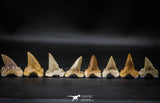 22424 - Collection of 8 Palaeocarcharodon orientalis (Pygmy white Shark) Teeth