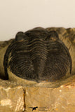 30709 - Beautiful 2.94 Inch  Zlichovaspis rugosa Lower Devonian Trilobite
