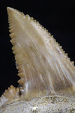 20540 - Strongly Serrated 1.42 Inch Palaeocarcharodon orientalis (Pygmy white Shark) Tooth