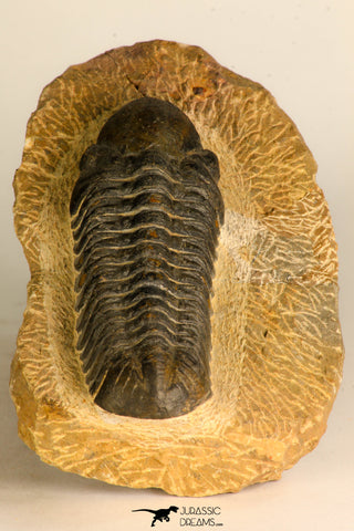 30710 - Top Beautiful 3.22 Inch Reedops sp Lower Devonian Trilobite