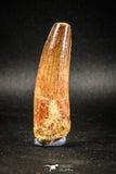 04942 - Top Huge Massive 2.71 Inch Spinosaurus Dinosaur Tooth Cretaceous