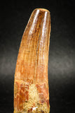 04942 - Top Huge Massive 2.71 Inch Spinosaurus Dinosaur Tooth Cretaceous