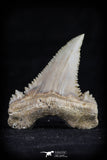 20541 - Strongly Serrated 1.41 Inch Palaeocarcharodon orientalis (Pygmy white Shark) Tooth