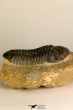 30710 - Top Beautiful 3.22 Inch Reedops sp Lower Devonian Trilobite