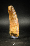 04942 - Top Huge Massive 2.71 Inch Spinosaurus Dinosaur Tooth Cretaceous