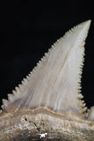 20541 - Strongly Serrated 1.41 Inch Palaeocarcharodon orientalis (Pygmy white Shark) Tooth