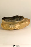 30710 - Top Beautiful 3.22 Inch Reedops sp Lower Devonian Trilobite