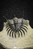 22019 - Museum Grade Trident 1.93 Inch Walliserops trifurcatus Middle Devonian Trilobite