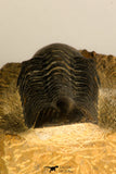 30710 - Top Beautiful 3.22 Inch Reedops sp Lower Devonian Trilobite