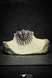 22019 - Museum Grade Trident 1.93 Inch Walliserops trifurcatus Middle Devonian Trilobite