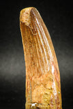 04942 - Top Huge Massive 2.71 Inch Spinosaurus Dinosaur Tooth Cretaceous